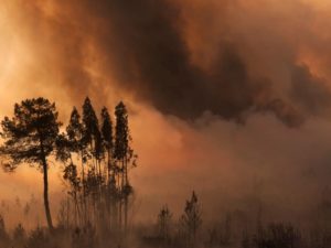 ΔΕΣ ΤΟ ΔΑΣΟΣ